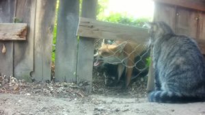 Лиса против кошки 🦊🐱