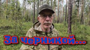 За черникой