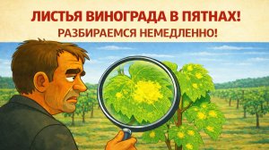 🍇 Виноград в пятнах! Что ЭТО творится с листьями? Срочно проверяю. Это милдью или даже хуже?