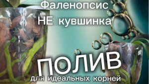 Два противоположных мнения 🔛о том, сколько воды нужно фаленопсису
