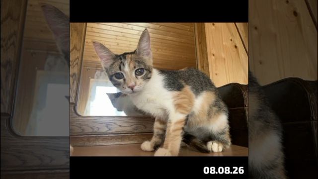 🏔️Взобрались на Гору Жизни подвальные котята.Разъехались. Другие бездомыши  еще в долгом пути 🛤️