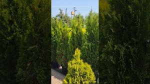 ТАКИХ ЦЕН ВЫ ТОЧНО НЕ ВИДЕЛИ! ГУЛЯЮ ПО САДОВОМУ ЦЕНТРУ!