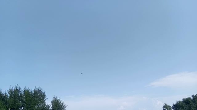 Белая цапля.