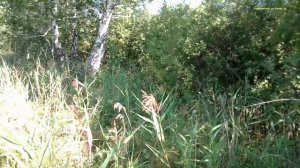 Подкалымил и сделал Берёзовые Веники.