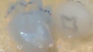 Гиганские ядовитые медузы атаковали  побережье Азовского моря.