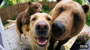 Когда домашние животные приводят домой нового друга