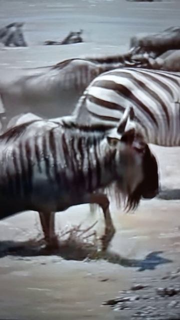 Крокодилы нападают на стадо Антилоп🤔