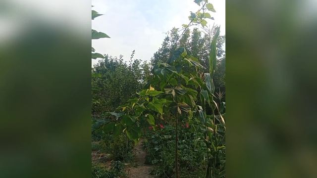 КАТАЛЬПА И ПАВЛОВНИЯ -ОГОРОД КАК 🍋🟩 ТРОПИКИ 🌴