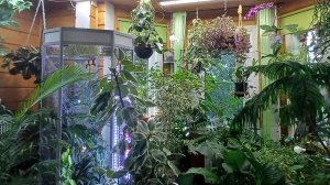 обзор растений в зимнем саду в частном доме | 31 июля 2026г