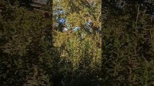 голуби Ломова Гон продолжаю