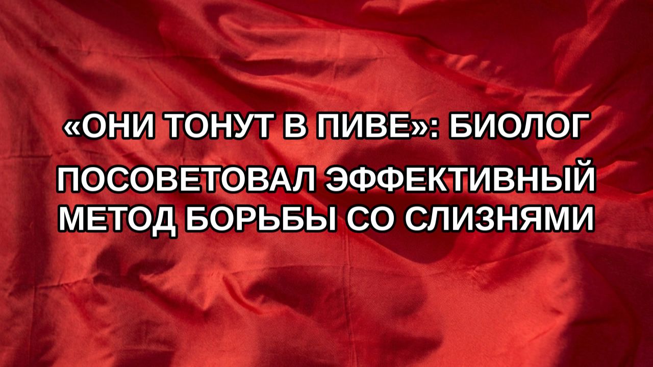 «Они тонут в пиве»: биолог посоветовал эффективный метод борьбы со слизнями