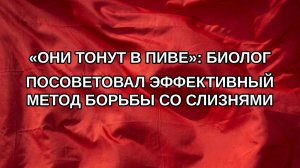 «Они тонут в пиве»: биолог посоветовал эффективный метод борьбы со слизнями