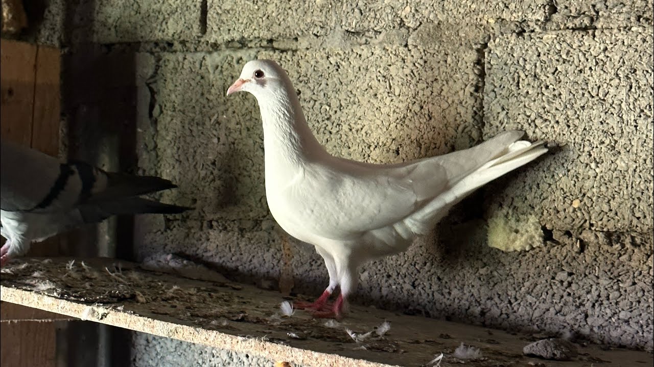 Голуби Салиха Махачкала! #pigeons #голуби #göyərçin #tauben