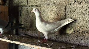 Голуби Салиха Махачкала! #pigeons #голуби #göyərçin #tauben