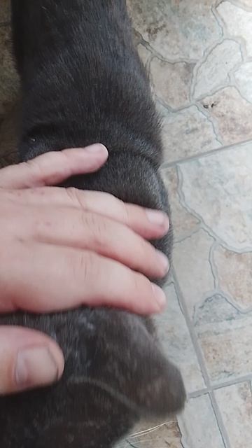 Котик возле подьезда