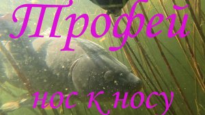 Крупный сазан @Подводная охота