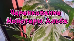 Новинки коллекции растений. Выставка в Екатеринбурге. Черенкование монстервы АЛЬБА