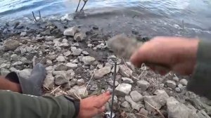 НОЧНАЯ РЫБАЛКА НА СОМА И САЗАНА! СПИННИНГИ ЛЕТАЮТ,СТОЙКИ ГНУТСЯ! Рыбалка на сома!