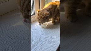 переезд у любимуш