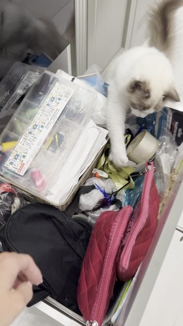 рэгдолл котята