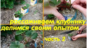 как мы клубнику рассаживаем - часть 2