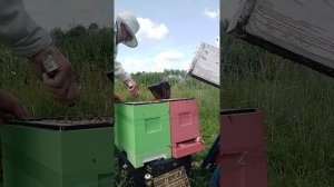 Постановка удалителя медовой над ставки на шестирамочники