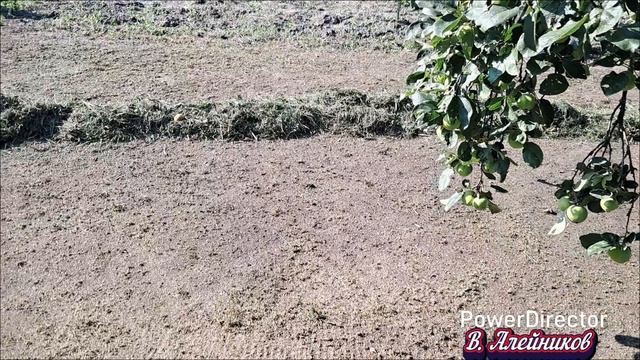 Дачные будни в августе