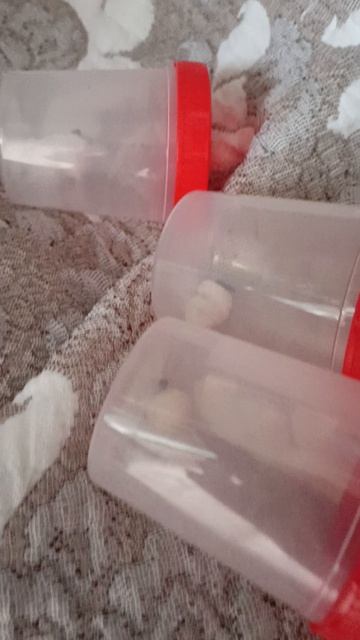 Дали первый расплод матки Lasius Niger,Lasius Flavus.