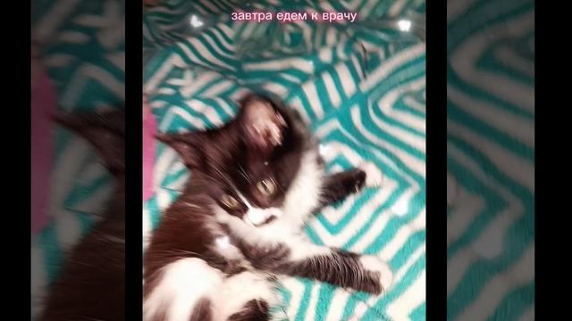 Малыш заболел. Спасение 🚨🚀🚑котиков