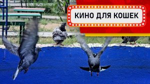 Видео для Кошек - Голуби на синей стене! (Развлеки своего кота)