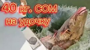 Бешеный клёв! Ловлю огромных сомов и Осетра на удочку на ПОПЛАВОК