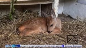 В глухой тайге нашли обессиленного детёныша косули, оставшегося без мамы
