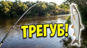 Трегуб на микроджиг