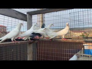 Мои ракеты 🚀 #Голуби #Махачкала #Дагестан #pigeons #ГолубиДагестан #göyərçin
