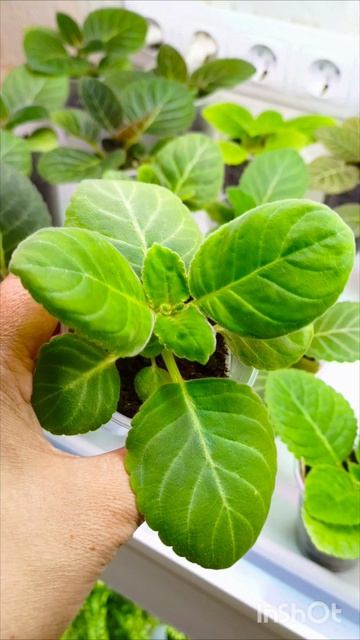 Посмотрим как подросли сеянцы глоксиний 🤗прекрасный детский сад 😊 🌿🌸🌿🌸🌿🌸