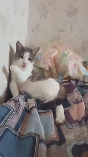 Бусик ❤️ 🐈 #влоги #коты