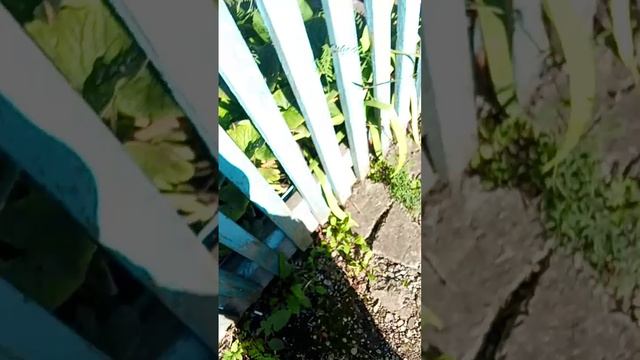 камыши вторая часть