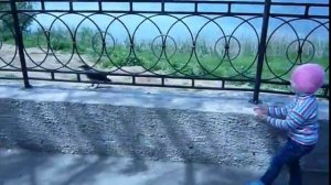 Вороны очень умные птицы смотреть молодая ворона каркает