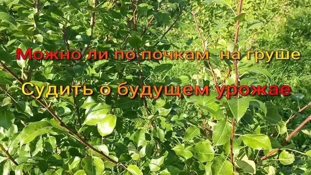 о сортоиспытании и будущем урожае