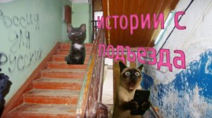 ☎️ Истории с ПОДЪЕЗДА ☎️