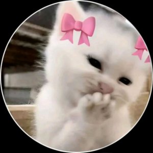 котики мяу