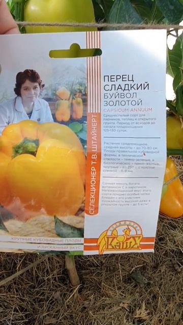 Рекомендую сорт желтого сладкого перца