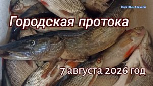 Городская протока. 7 августа 2026 год