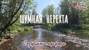 Созерцание живой природы. Шумная Нерехта