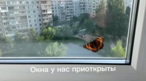 Продолжение. Пересадила тую. Едем домой. Готовлю ужин
