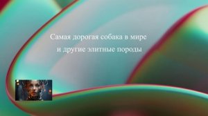 Самая дорогая собака в мире и другие элитные породы