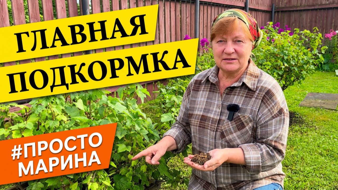 Подкормка плодовых кустарников после плодоношения.