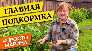 Подкормка плодовых кустарников после плодоношения.
