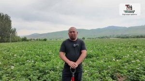 Чем нельзя травить ранний картофель: опыт фермера из Кыргызстана