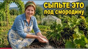 НЕ БРОСАЙТЕ смородину после сбора ягод, иначе на будущий год останетесь без урожая #смородина